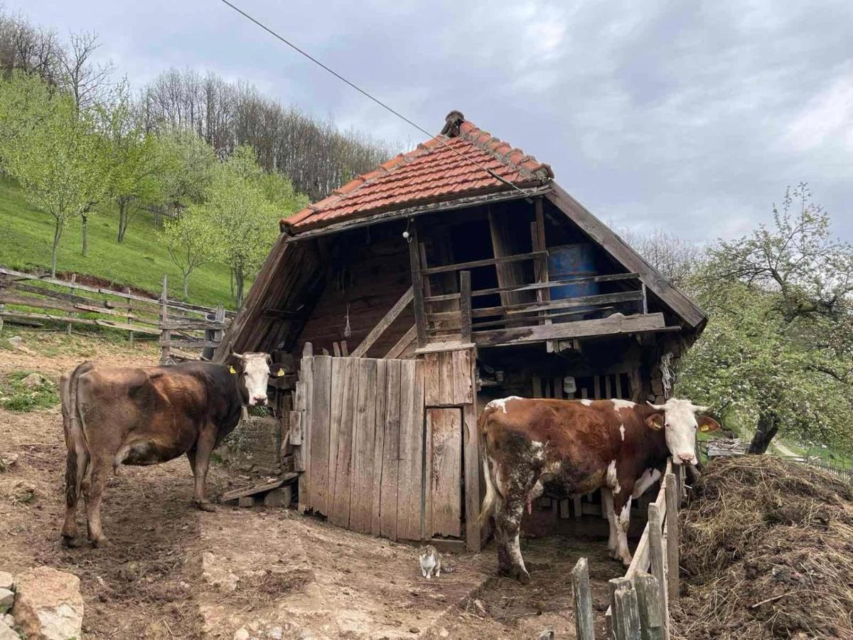 Family Owned Self Sufficient Eco Farm Tara Ξενοδοχείο Πλιέβλια Εξωτερικό φωτογραφία