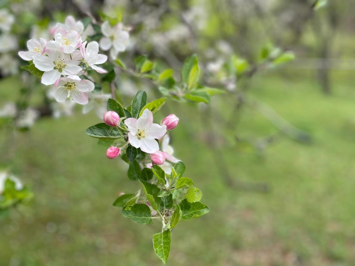 Family Owned Self Sufficient Eco Farm Tara Ξενοδοχείο Πλιέβλια Εξωτερικό φωτογραφία