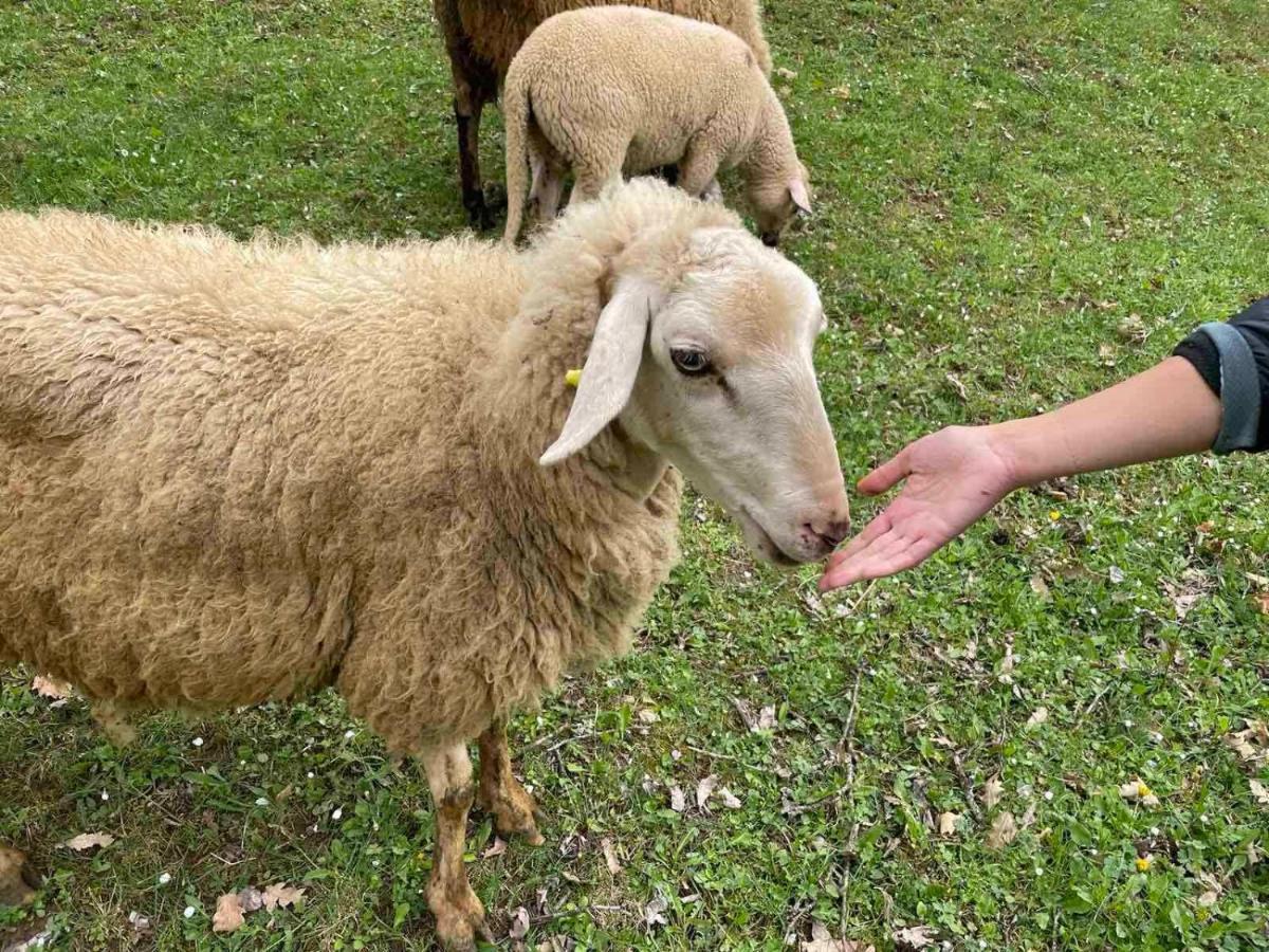 Family Owned Self Sufficient Eco Farm Tara Ξενοδοχείο Πλιέβλια Εξωτερικό φωτογραφία