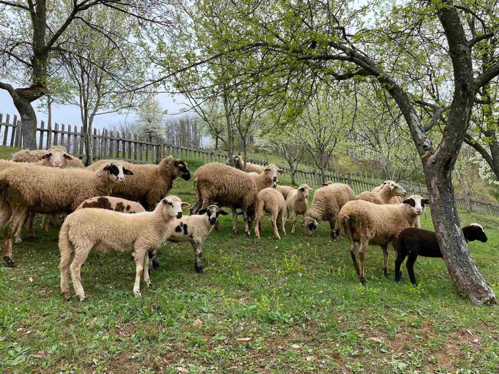 Family Owned Self Sufficient Eco Farm Tara Ξενοδοχείο Πλιέβλια Εξωτερικό φωτογραφία