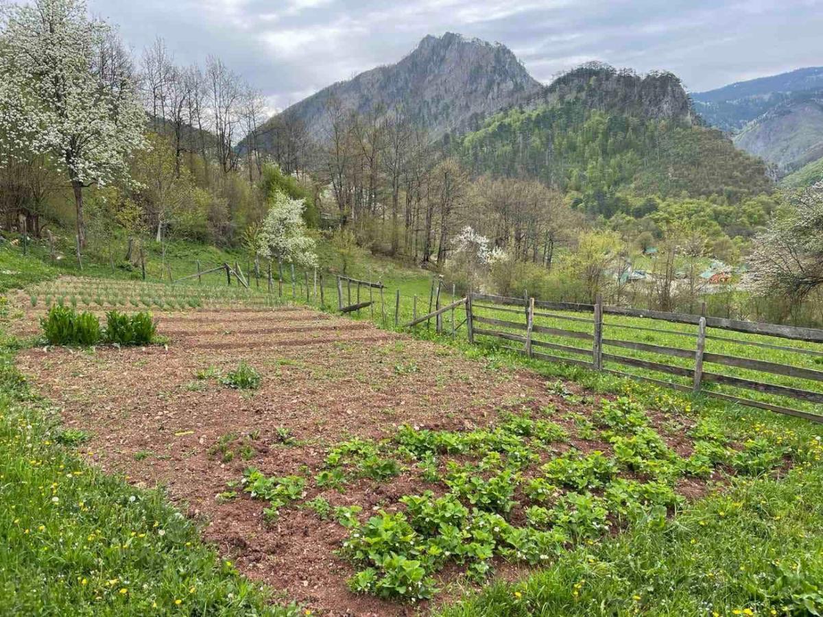 Family Owned Self Sufficient Eco Farm Tara Ξενοδοχείο Πλιέβλια Εξωτερικό φωτογραφία