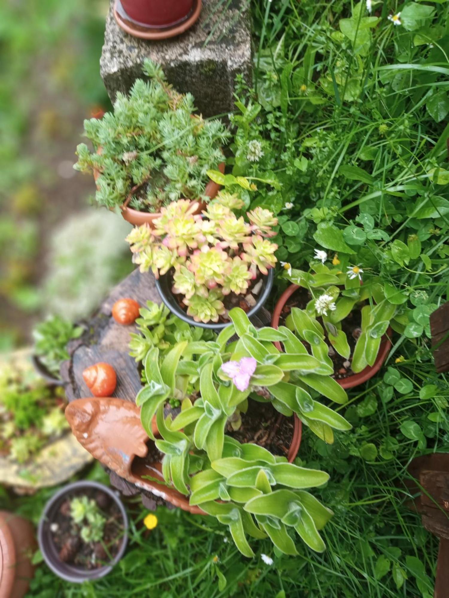Family Owned Self Sufficient Eco Farm Tara Ξενοδοχείο Πλιέβλια Εξωτερικό φωτογραφία