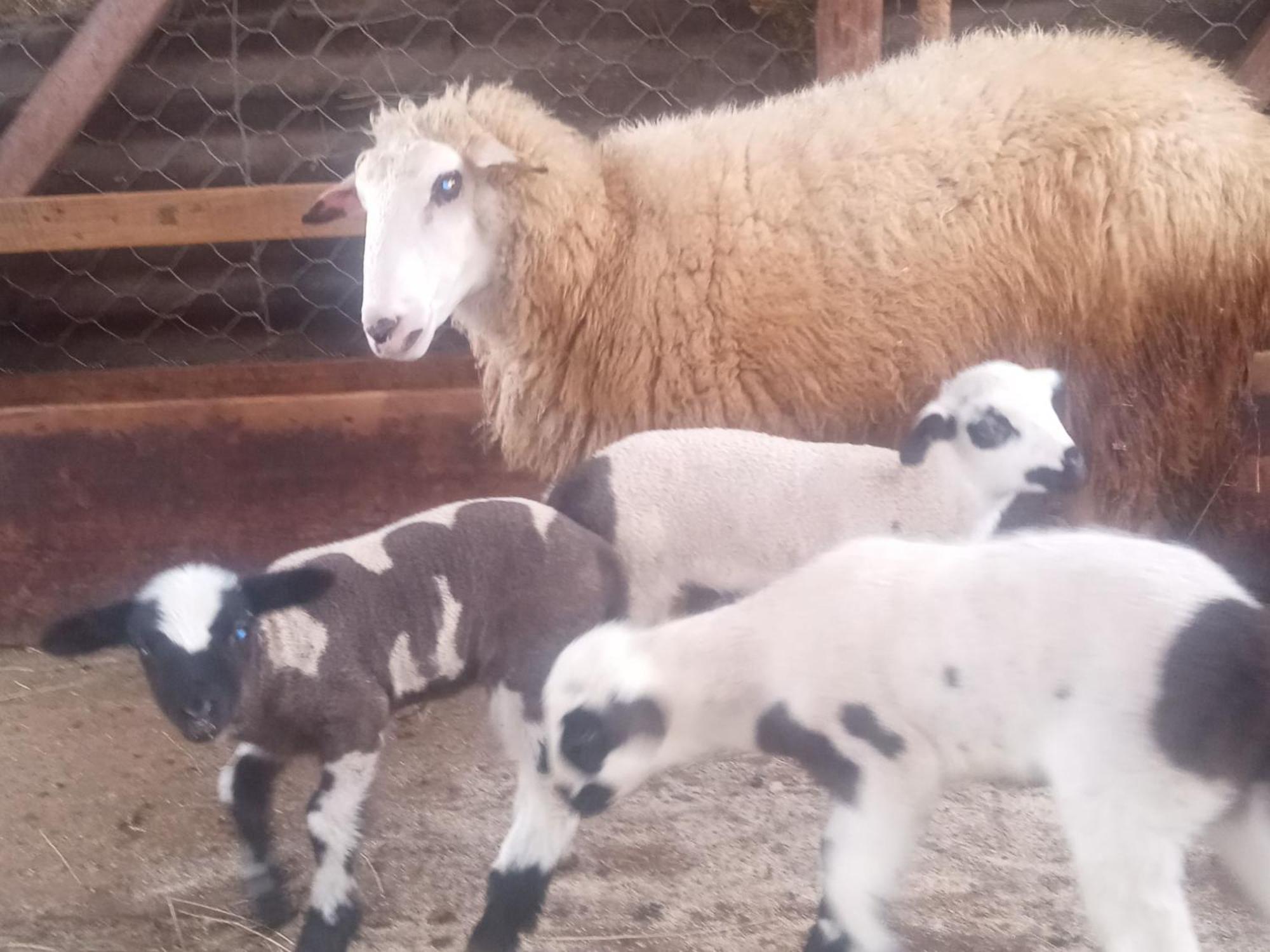 Family Owned Self Sufficient Eco Farm Tara Ξενοδοχείο Πλιέβλια Εξωτερικό φωτογραφία